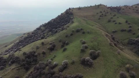 Ridgeline Blossom Trees Valley Below Panorama Aerial (Clip 2) Stock Footage 339795611