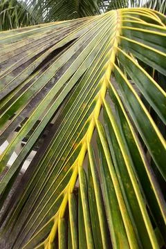 Ridges of Coconut Leaves Stock Photos