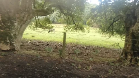 Riding along the road side view look out to grass field over fences with milk co Stock Footage 245446550