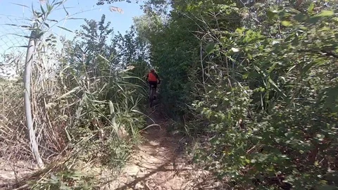 Riding away down a hill with the forest on either side of the path Stock Footage 115356674