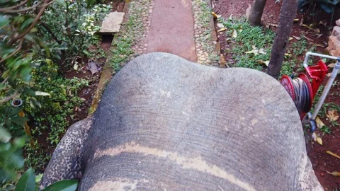 Riding on the back of an elephant Stock Footage 128842208