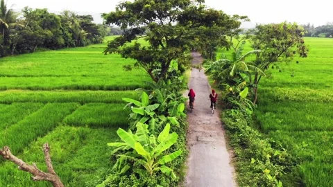 Riding Bicycle in between green paddy field Video stock 142678009