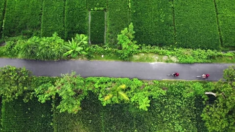 Riding Bicycle in between green paddy field Stock-Footage 142679560