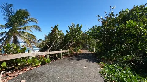 Riding a bicycle pov (point of view) in pinones mangrove forest beach Stock Footage 279039486