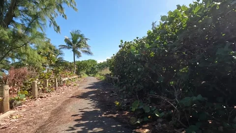 Riding a bicycle pov (point of view) in pinones mangrove forest beach Stock-Footage 279043356