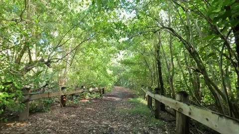 Riding a bicycle pov (point of view) in pinones mangrove forest beach Stock-Footage 279043482