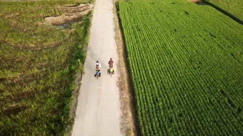 Riding bikes through rice fields in Korea Stock Footage 146153398