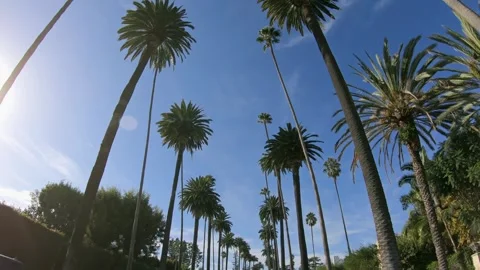 Riding with a cabriolet under the palm trees in Beverly Hills, Los Angeles wi Stock Footage 250112809