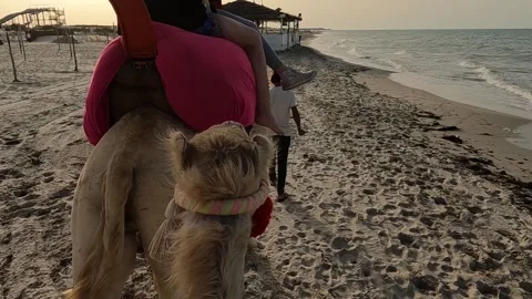 Riding camel on beach at sunset. slow motion Stock Footage 276679652