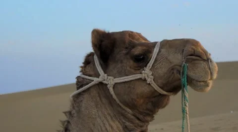 A riding camel in the Thar desert Video stock 62297966