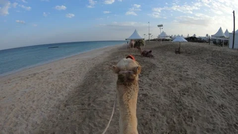 Riding on camel's back Stock Footage 314908328