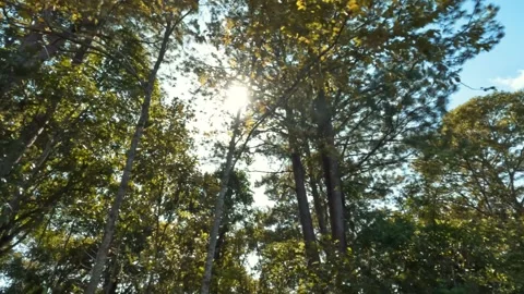 Riding car along green pine forest alley, looking up view on summer trees Stock Footage 252201006