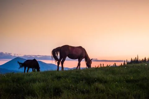 Riding in the Carpathians Foto stock