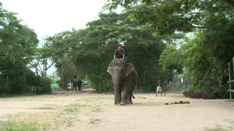 Riding elephants Stock Footage 564629