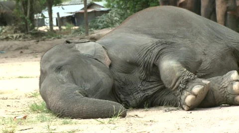 Riding elephants Stock Footage 564804