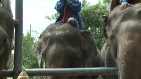 Riding elephants Stock Footage 564859
