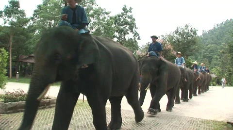 Riding elephants Stock Footage 565241