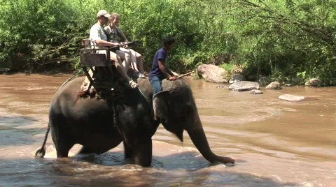 Riding elephants Stock Footage 568020
