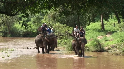 Riding elephants Stock Footage 568024