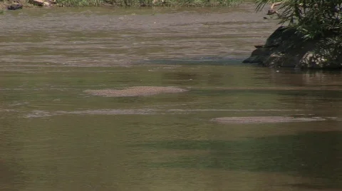 Riding elephants Stock Footage 568030