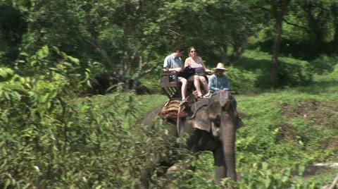 Riding elephants Видео 568059