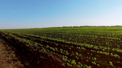 Riding on the field Video stock 66250185