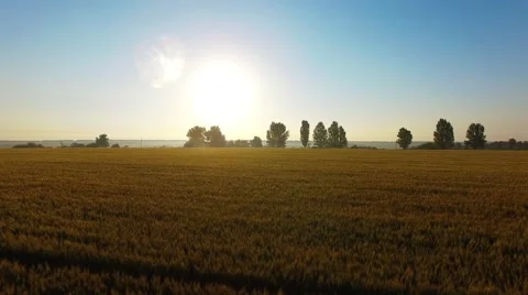 Riding on the field Stock Footage 66250271