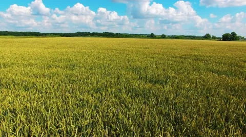 Riding on the field Stock Footage 66250309