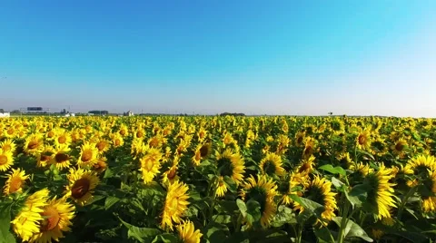 Riding on the field Stock Footage 66250348