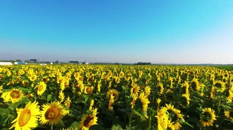 Riding on the field Stock Footage 66250408