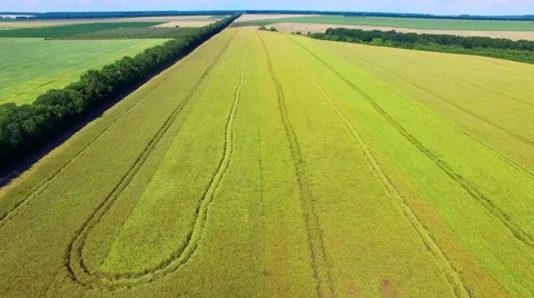Riding on the field Stock Footage 66250416