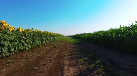 Riding on the field Stock-Footage 66250438