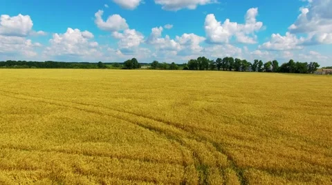 Riding on the field Stock-Footage 66250504