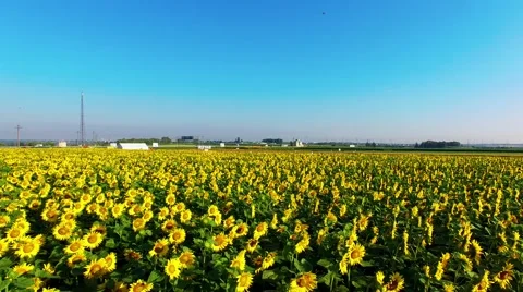 Riding on the field Stock-Footage 66250533