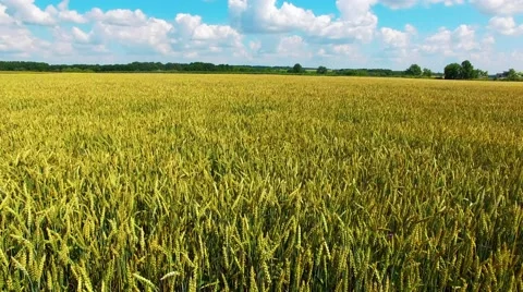 Riding on the field Stock-Footage 66250580