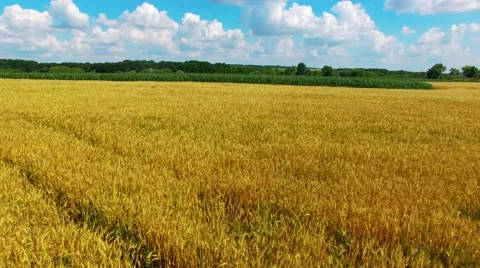 Riding on the field Stock-Footage 66299283