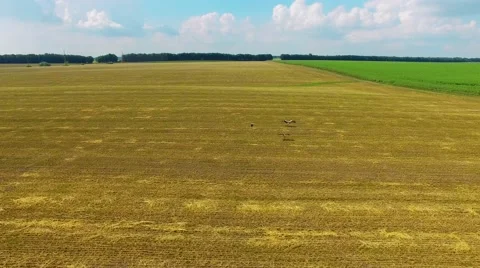 Riding on the field Stock-Footage 66300211