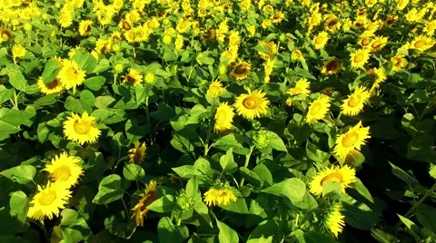 Riding on the field Stock-Footage 66301762