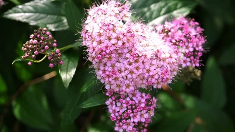 Riding Flower on the Branches of the Shrub. Stock Footage 91074408