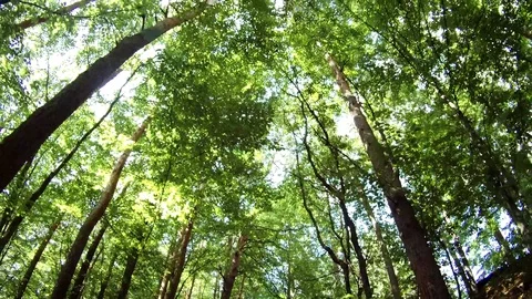 Riding a forest path Video stock 91221665