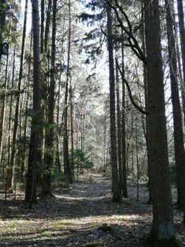 Riding in a forest by sunlight Stock Photos