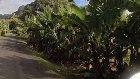 Riding forward view at a backroad in tropical Pacific Cook Islands with agricult Stock Footage 235307948