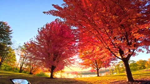 Riding generic e-bike in Fall, Autumn, in colorful wooded park Stock Footage 299328350
