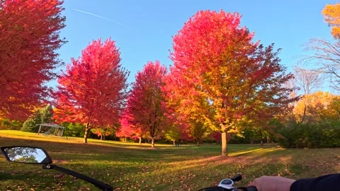 Riding generic e-bike in Fall, Autumn, in colorful wooded park. Stock Footage 299342147