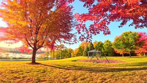Riding generic e-bike in Fall, Autumn, in colorful wooded park Stock Footage 299342637