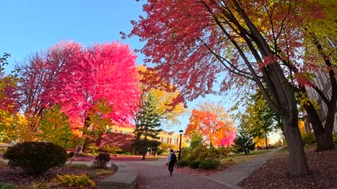 Riding generic e-bike in Fall, Autumn, in colorful wooded park Stock Footage 299346536