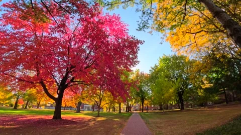 Riding generic e-bike in Fall, Autumn, in colorful wooded park Stock Footage 299361812