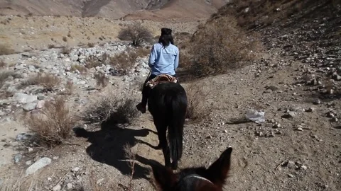 Riding horse Video stock 77047194