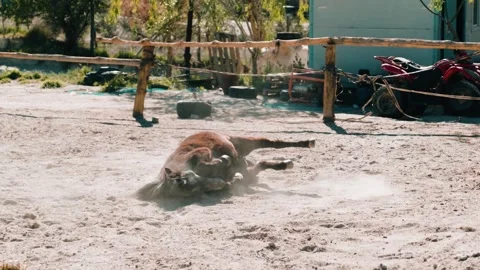 A Riding Horse scratching itself on the ground Video stock 274098895