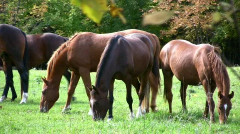 Riding Horses Feeding On Grass Outdoors In A Meadow Stock Footage